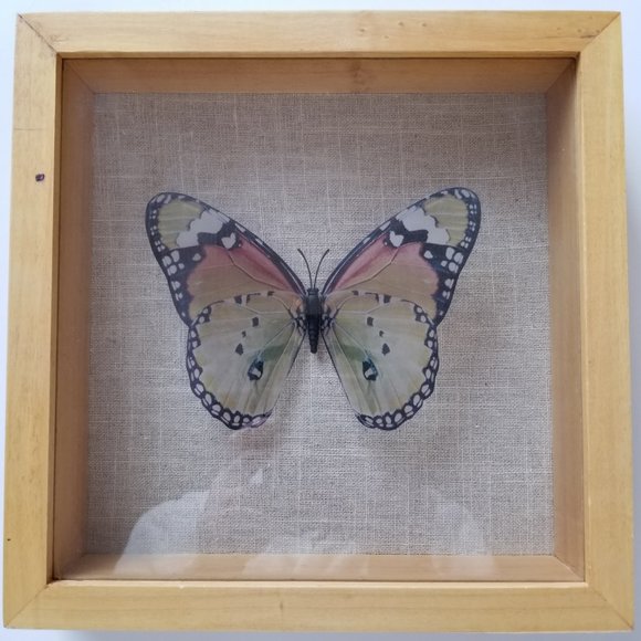 B3 Threshold 1 Large Faux Butterly Shadow Box - Picture 1 of 7